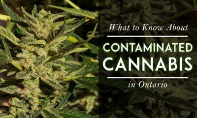 What to Know About Contaminated Cannabis in Ontario