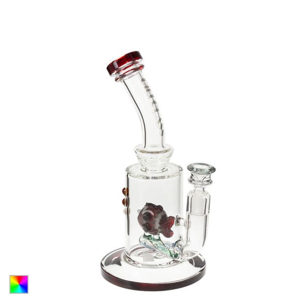 10" bong with fish inline perc & maroon red accents