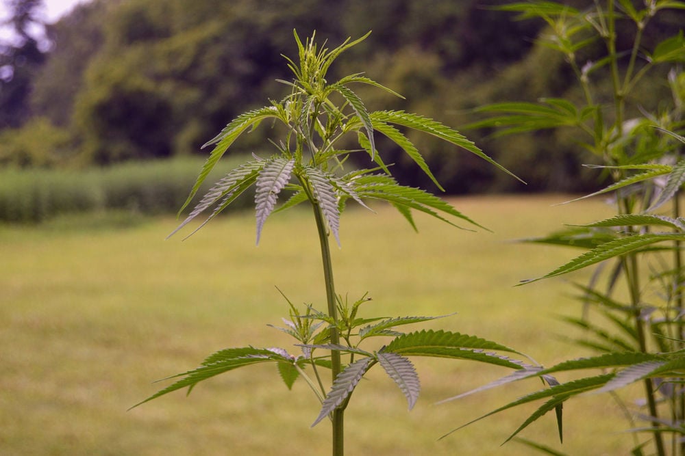 marijuana hemp plant